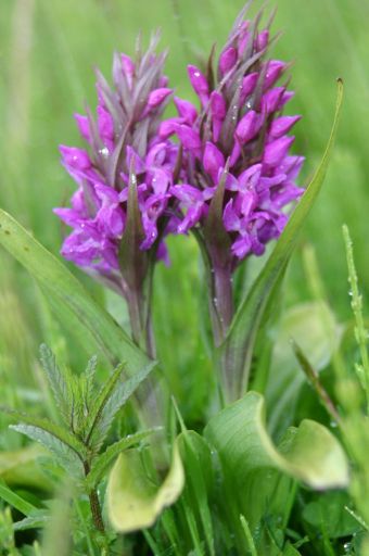 Dactylorhiza pardalina2.jpg