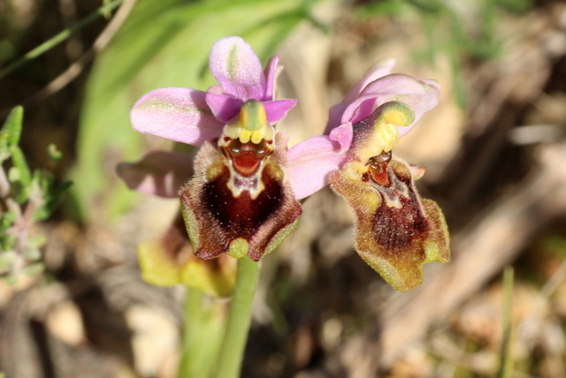 Ophrys tenthredinifera Spanje Benissa tossal-del-moro-en-serrellars 2019-03-12 (4).JPG