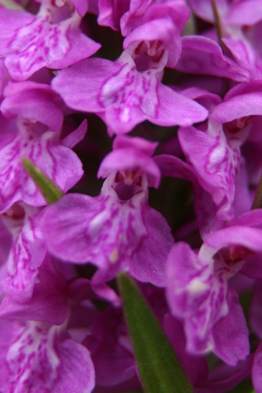 Dactylorhiza majalis.jpg