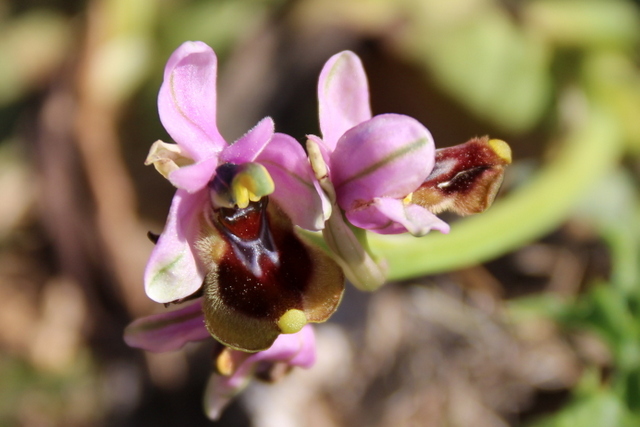 Ophrys tenthredinifera Spanje Benissa tossal-del-moro-en-serrellars 2019-03-12 (6).JPG