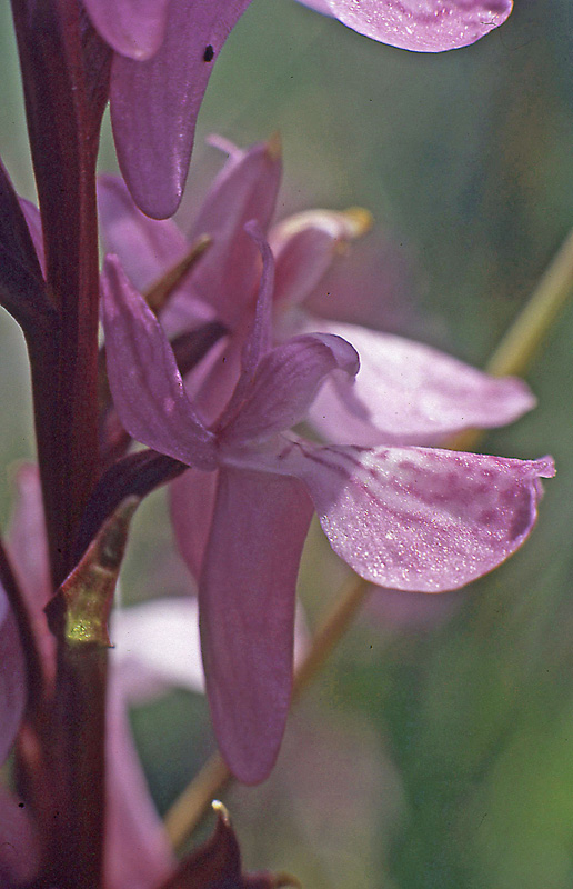 4 juli 1986, Sierra Nevada
