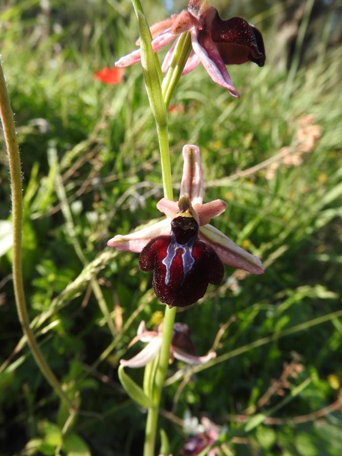 Foto 1 Ophrys spruneri?