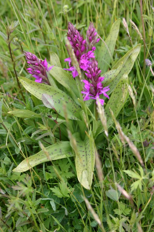 Dactylorhiza majalis2.jpg