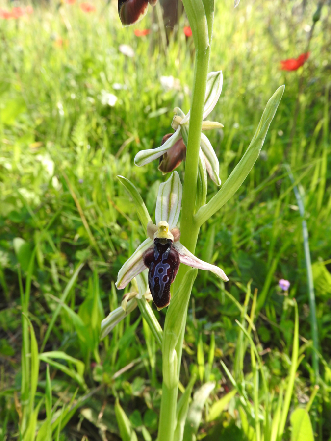 Foto 2 Ophrys gottfriediana??