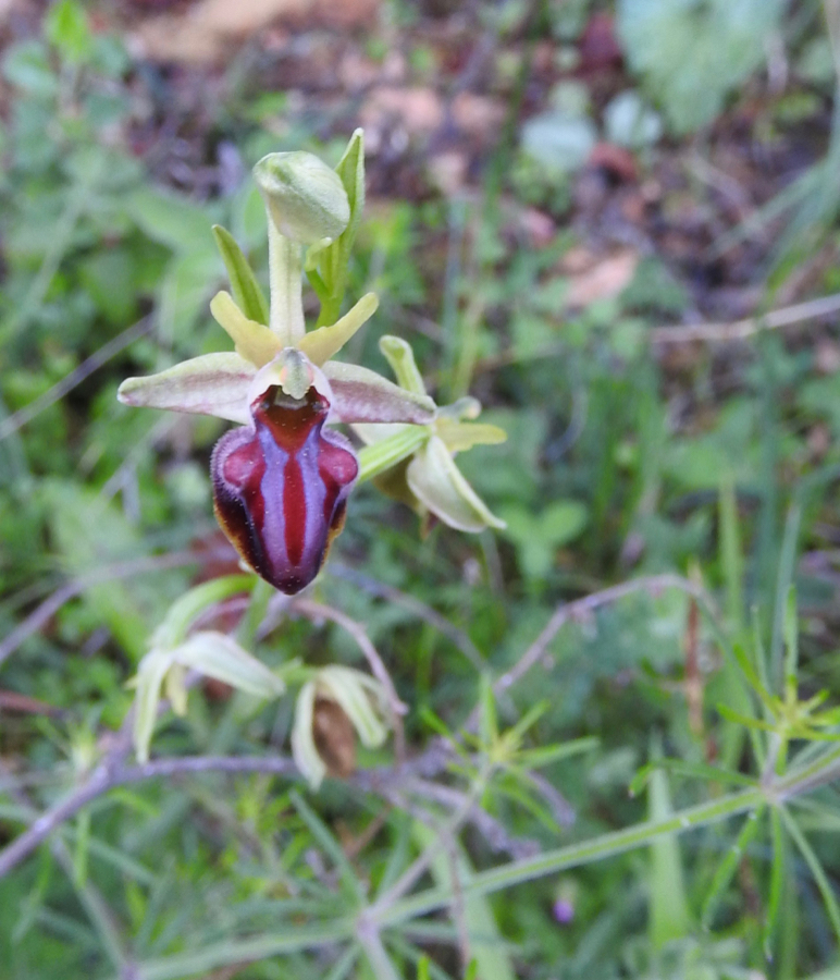 Foto 4 Ophrys mammosa?