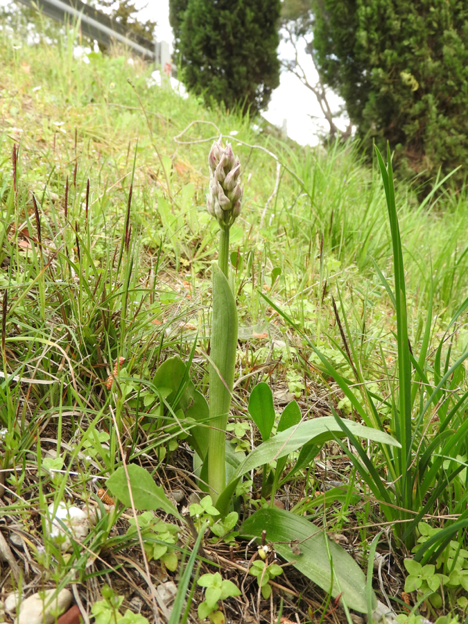 Foto 7 Orchis tridentata??