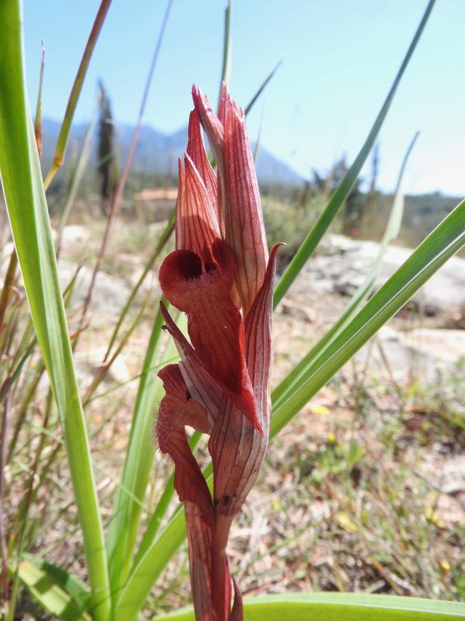 Foto 8 Serapias orientalis?