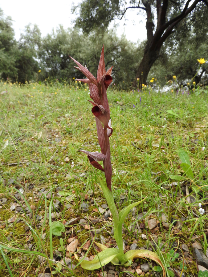 Foto 9 Serapias orientalis?