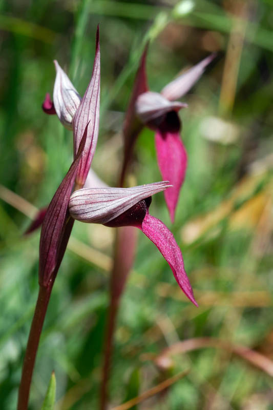 Serapias strictiflora ?