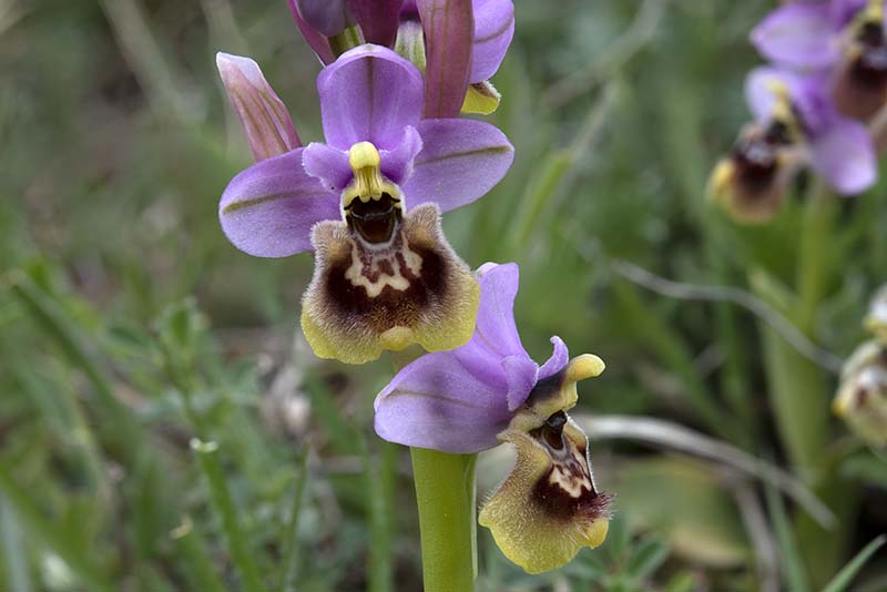 Ophrys tenthredinifera-0659.jpg