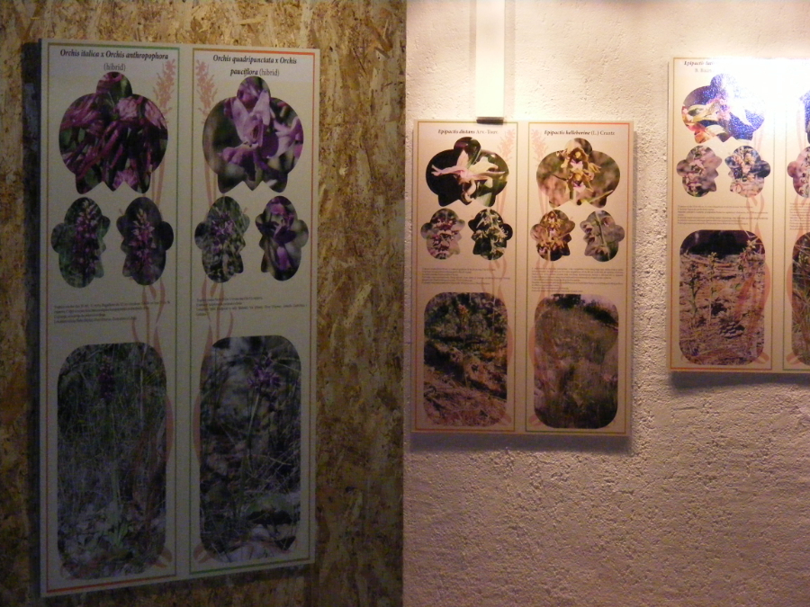 DSCF0339.JPG
