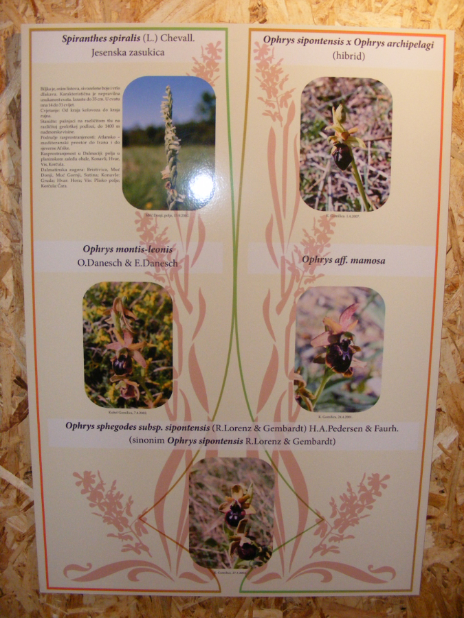 DSCF0340.JPG