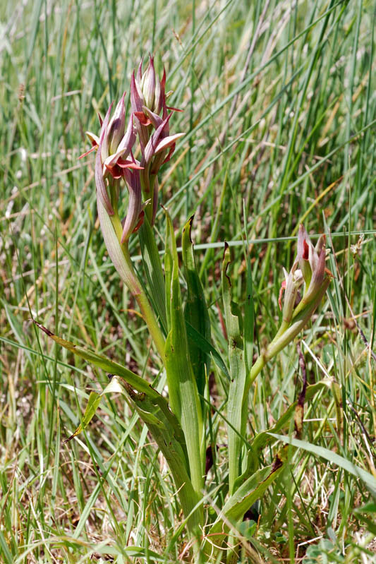 Serapias vomeracea ?