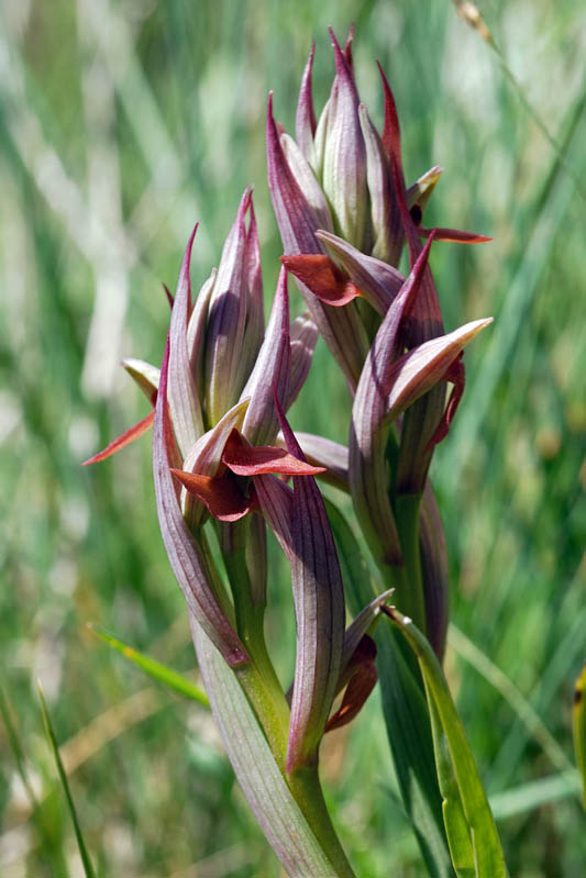 Serapias vomeracea ?