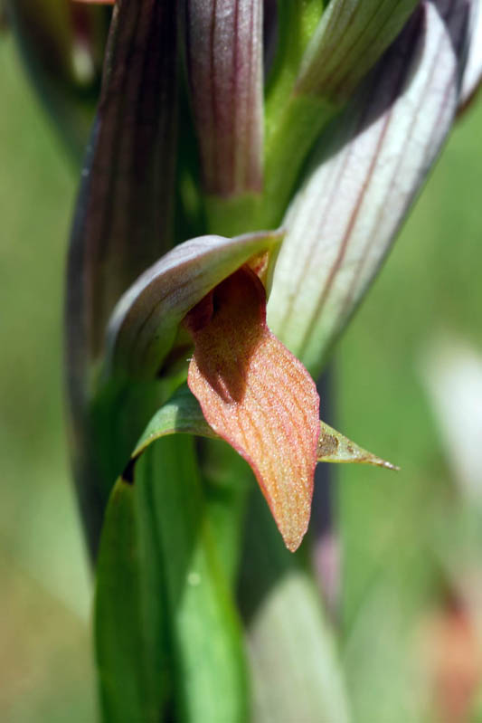Serapias vomeracea ?