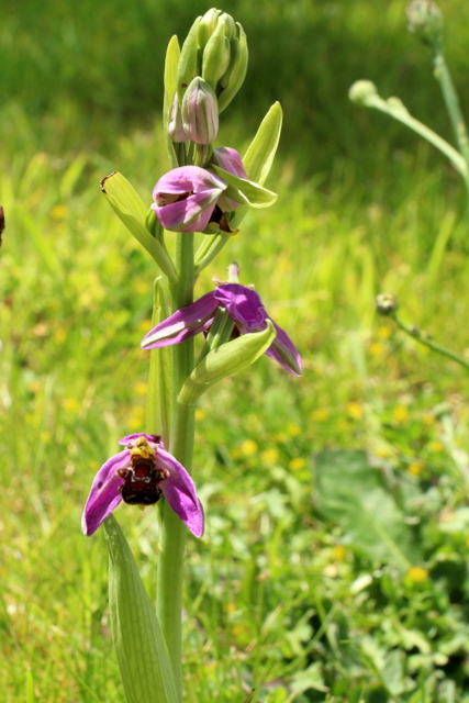 Ophrys apifera Heist-aan-zee vuurtoren 23 mei 2017 (1).JPG