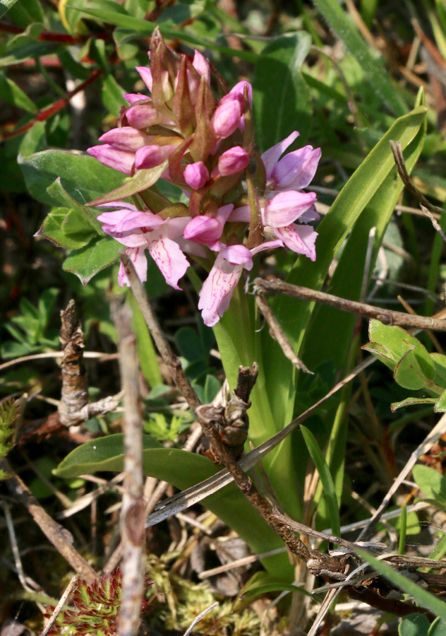 Vleeskleurige orchis?