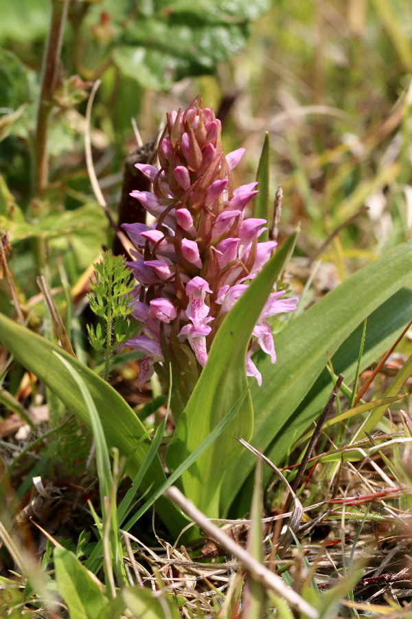 Vleeskleurige duinorchis?