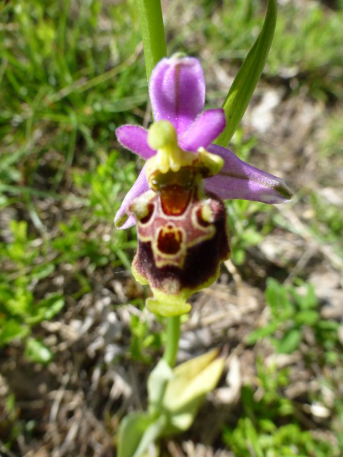Ophrys pseudoscolopax