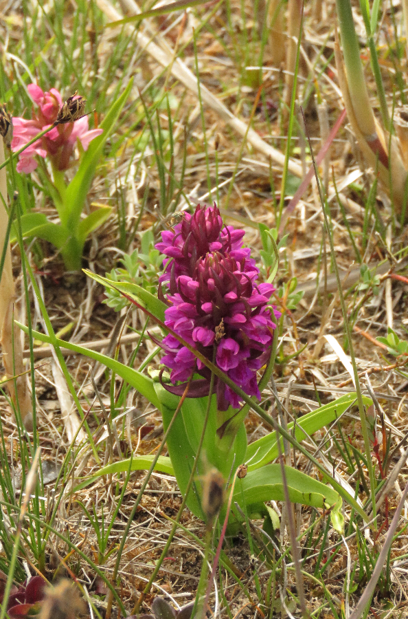 D.coccinia - Steenrode orchis misschien. Texel.JPG