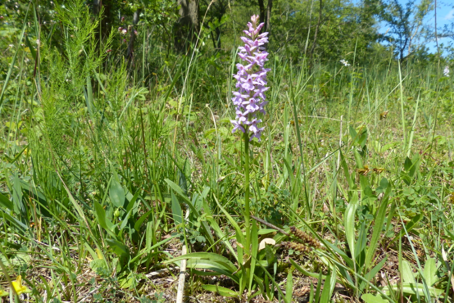 P1070166.JPG