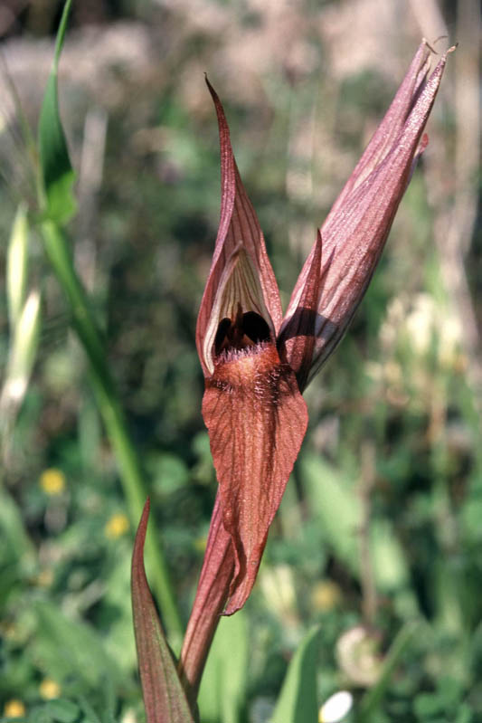 Kariovouni, Mani, Peloponnese, GR