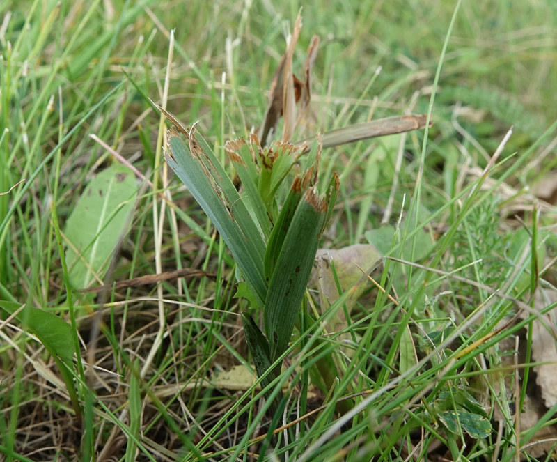 Afgemaaid Rood bosvogeltje 18