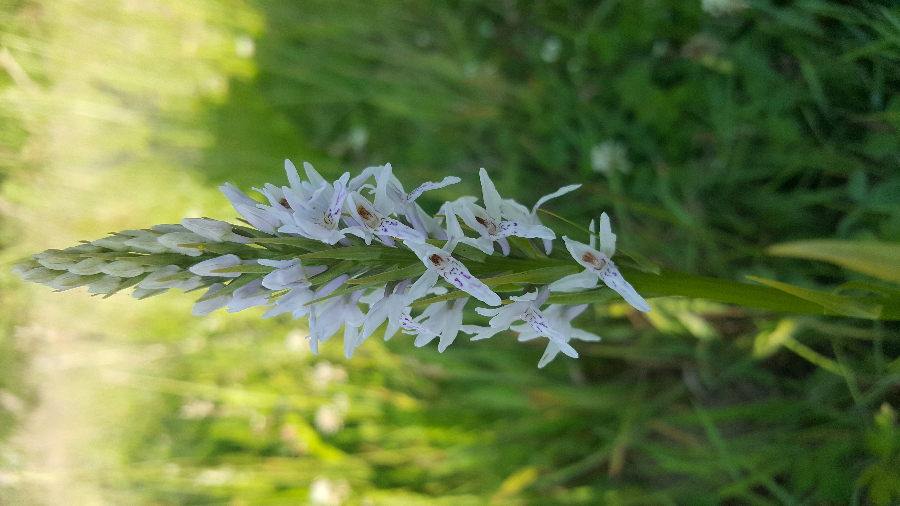 20190626_195857.jpg
