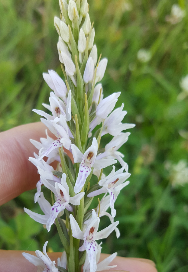 20190626_221927.jpg