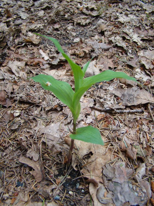 Epipactis 4.jpg