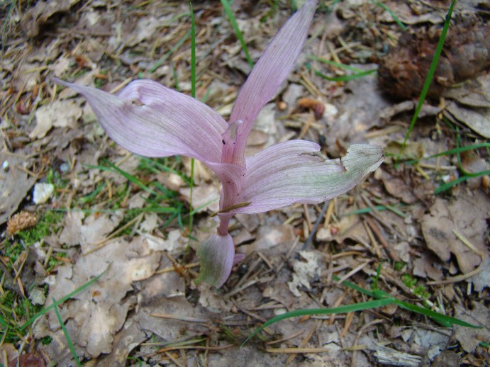 Epipactis 2.jpg