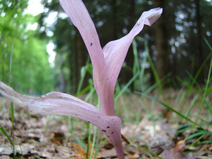 Epipactis 1.jpg