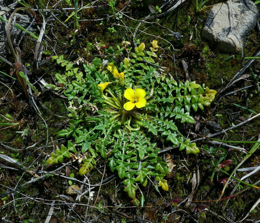 071-P1590066.JPG