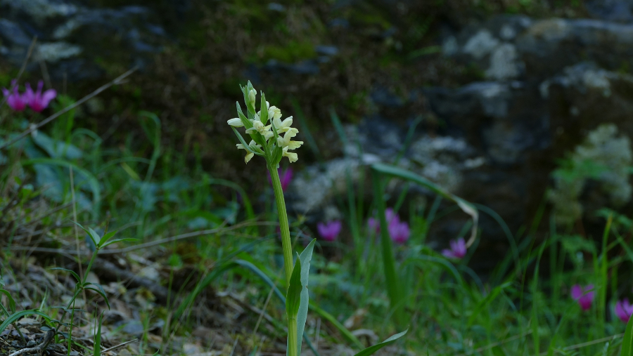1670-P1590298.JPG