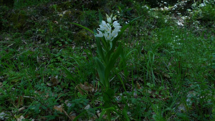 10-P1590318.JPG