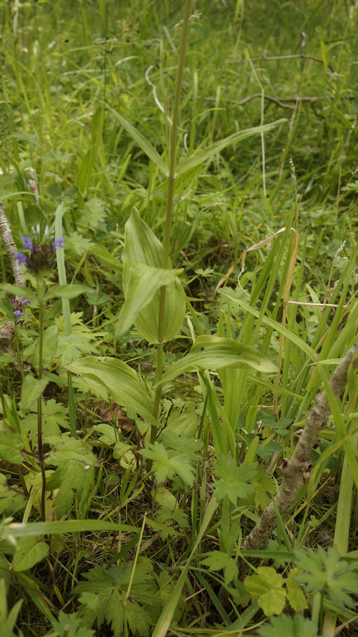 plant1_detailBlad.JPG