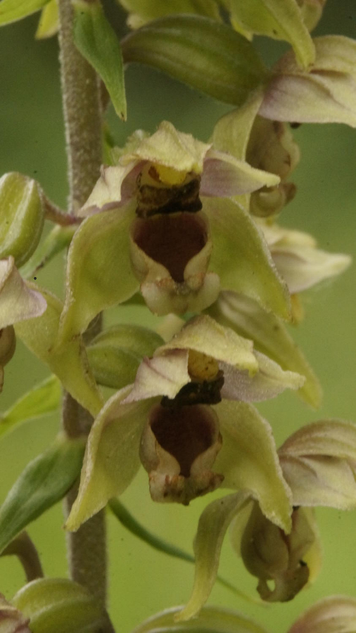 plant1_detailBloem_2.JPG