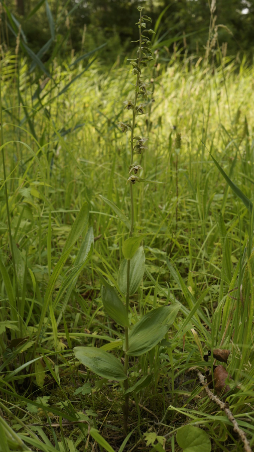 plant2.JPG