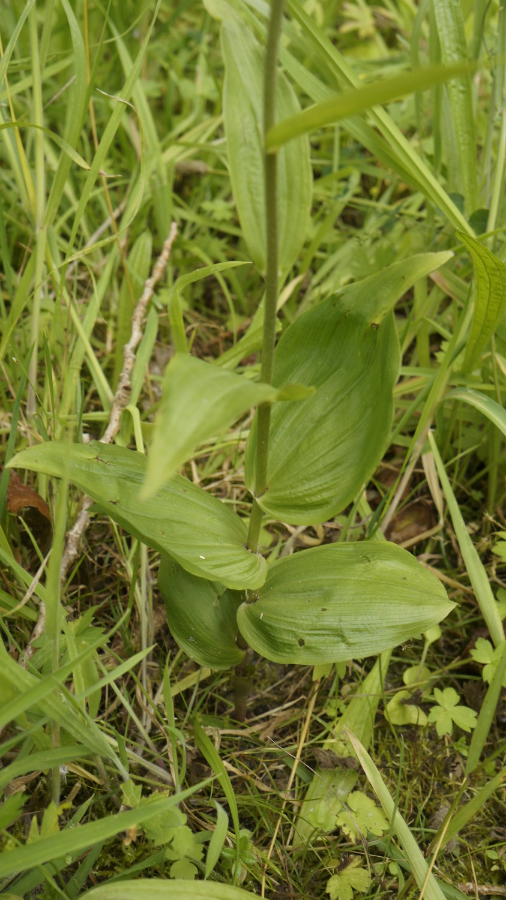 plant2_detailBlad.JPG