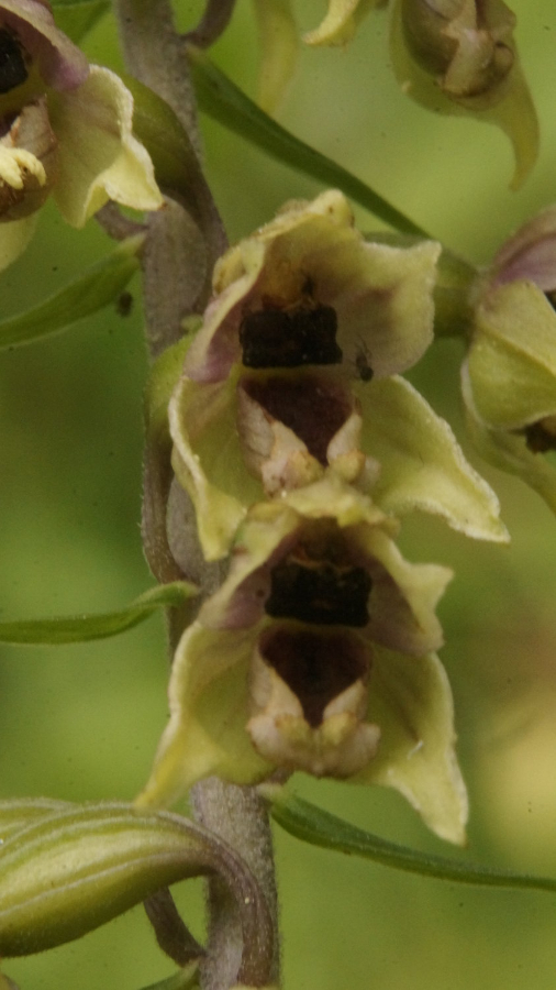 plant2_detailBloem_2.JPG