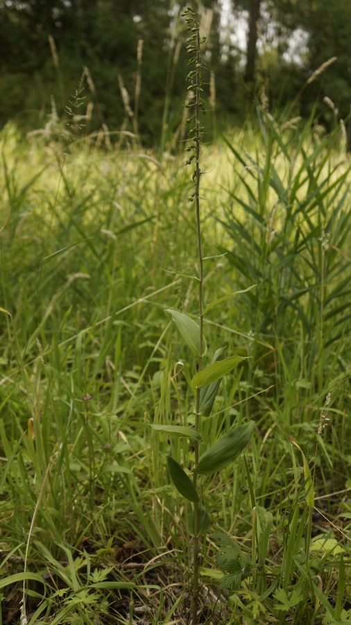 plant3.JPG