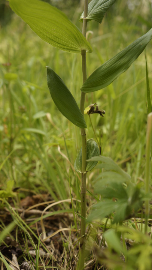 plant3_detailBlad.JPG