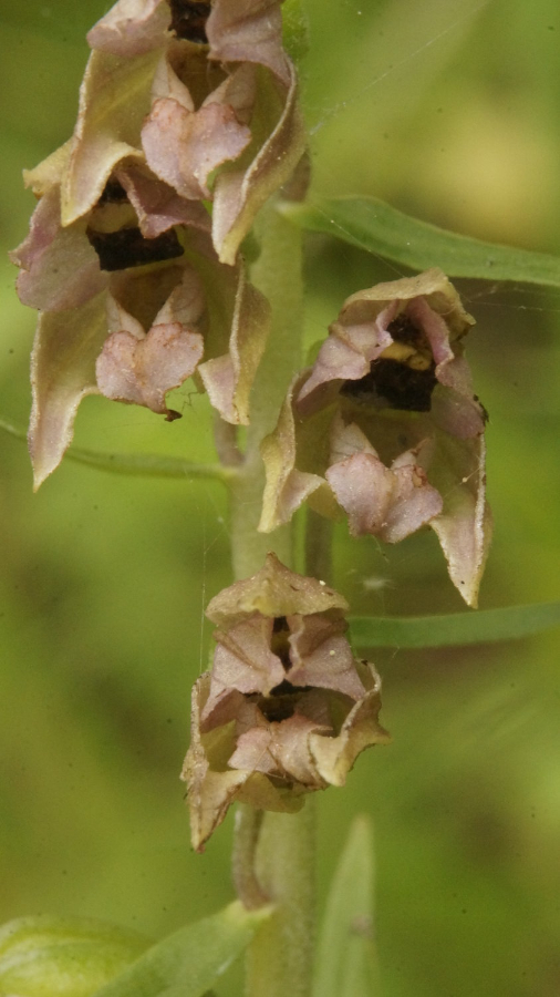 plant3_detailBloem_2.JPG