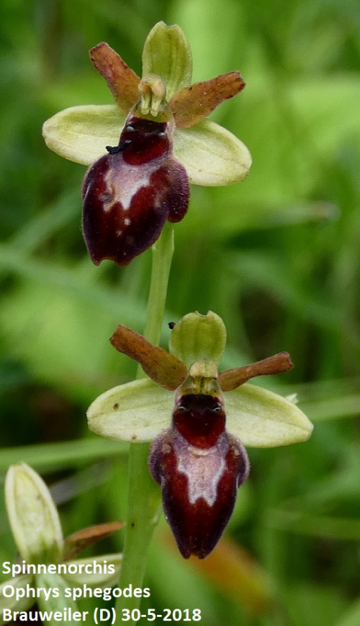 Ophrys sphegodes.JPG