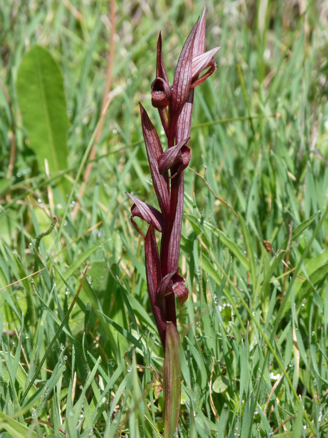 Serapias aphroditae.png