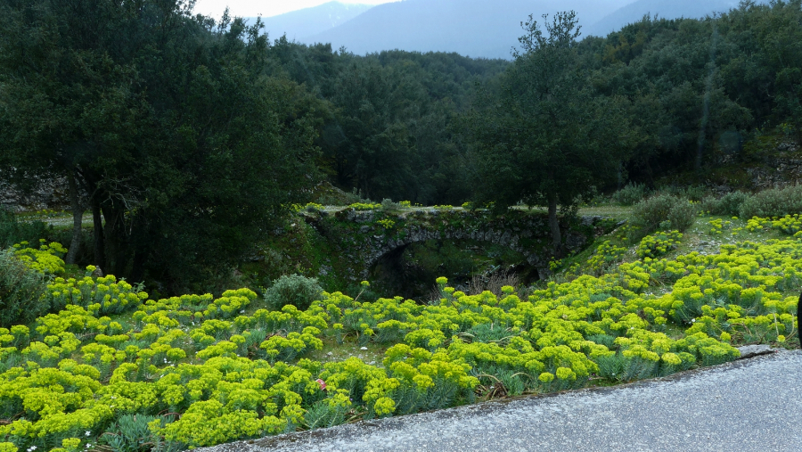 P1640553.JPG