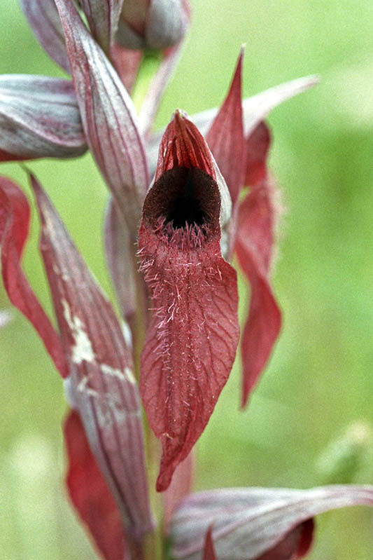 Serapias_vomeracea_01.jpg