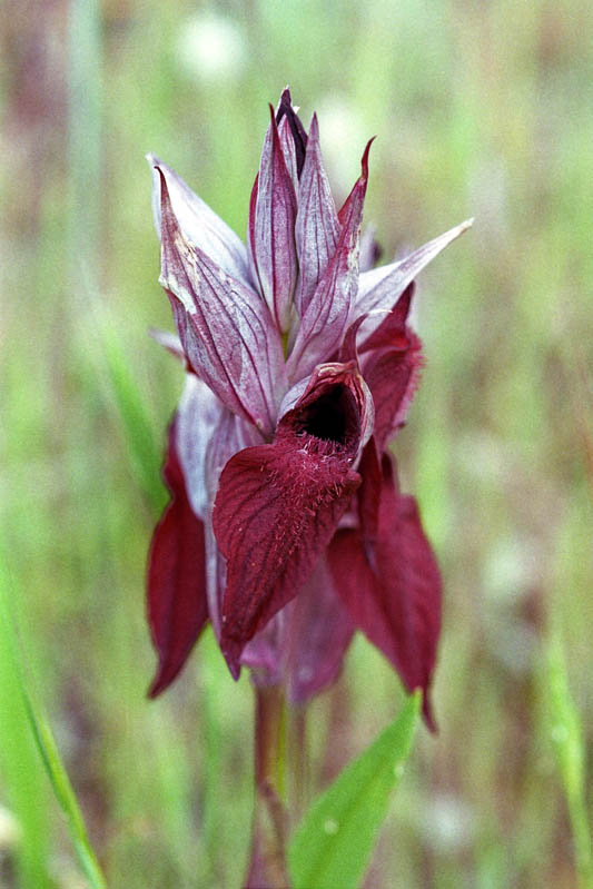 Serapias_vomeracea_02.jpg