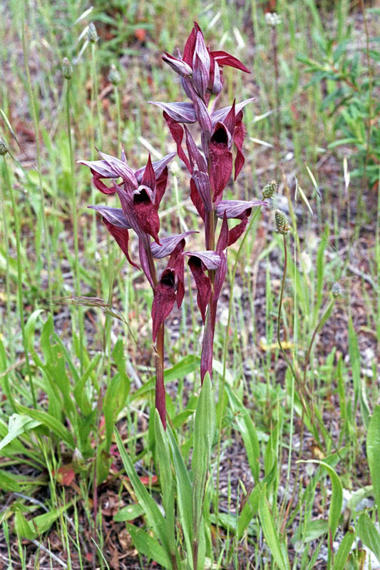 Serapias_vomeracea_03.jpg