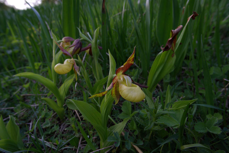 Cypripedium calceolus